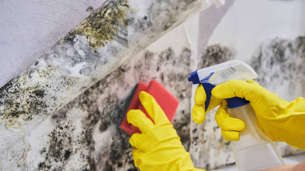 Best Forensic Mold Investigation  in Roosevelt, NY